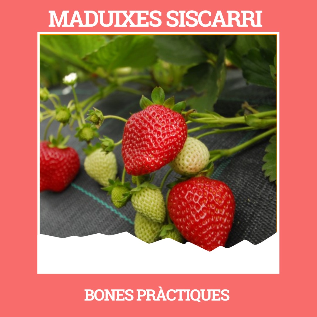 Maduixes siscarri 3